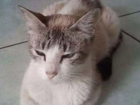 Gato ra a  idade 2 a 6 meses nome ESCOLHE ESSA