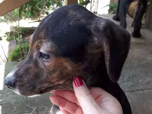 Cachorro ra a srd idade 2 a 6 meses nome Pedrinho