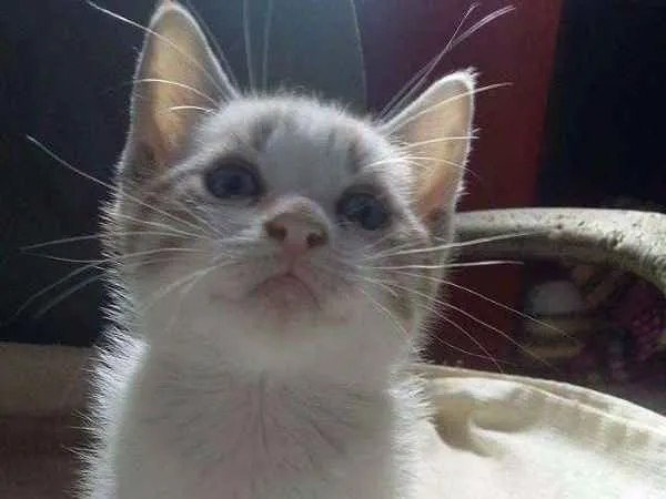 Gato ra a  idade 2 a 6 meses nome ESCOLHE ESSA