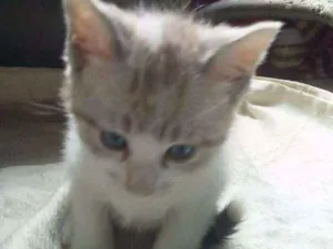 Gato raça  idade 2 a 6 meses nome ESCOLHE ESSA