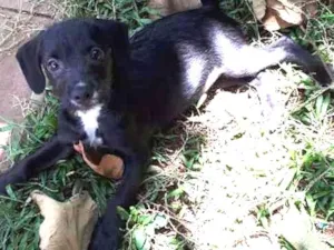 Cachorro raça mestiça poodle idade 2 a 6 meses nome Maria Flor