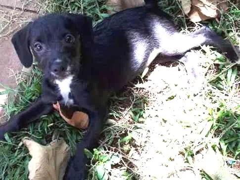 Cachorro ra a mestiça poodle idade 2 a 6 meses nome Maria Flor