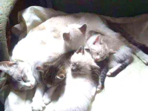 Gato raça  idade 2 a 6 meses nome ESCOLHE ESSE!
