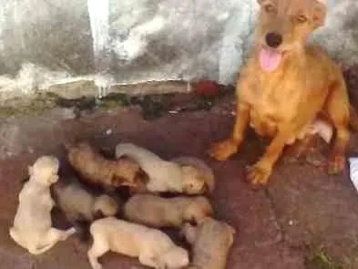 Cachorro ra a sem raça definida idade Abaixo de 2 meses nome FILHOTES