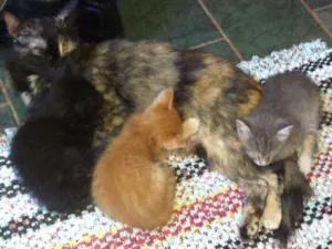 Gato raça Srd idade Abaixo de 2 meses nome Filhotes