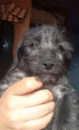 Xuxa, biaa, lara