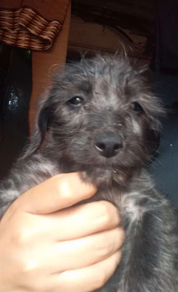 Cachorro ra a Vira lata idade 2 a 6 meses nome Xuxa, biaa, lara