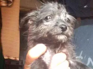 Cachorro raça Vira lata idade 2 a 6 meses nome Xuxa, biaa, lara