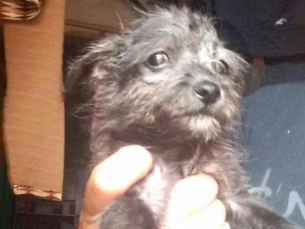 Cachorro ra a Vira lata idade 2 a 6 meses nome Xuxa, biaa, lara