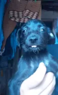 Xuxa, biaa, lara