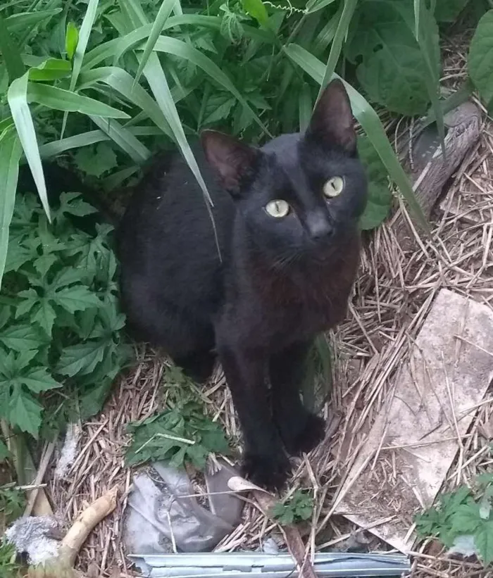 Gato ra a Srd idade 7 a 11 meses nome Não sei