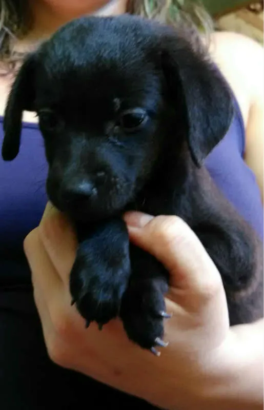 Cachorro ra a SRD idade Abaixo de 2 meses nome Sem nome ainda
