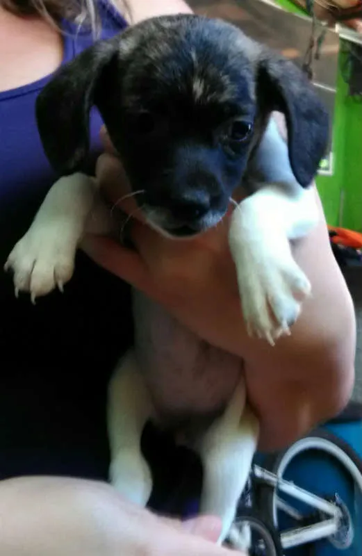 Cachorro ra a SRD idade Abaixo de 2 meses nome Sem nome ainda