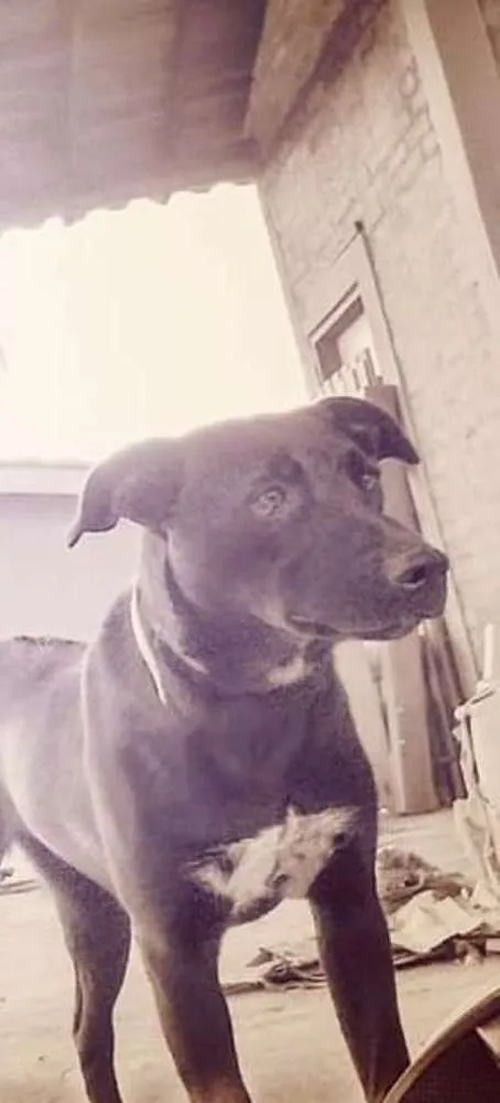 Cachorro ra a S.R.D idade 7 a 11 meses nome Estrela