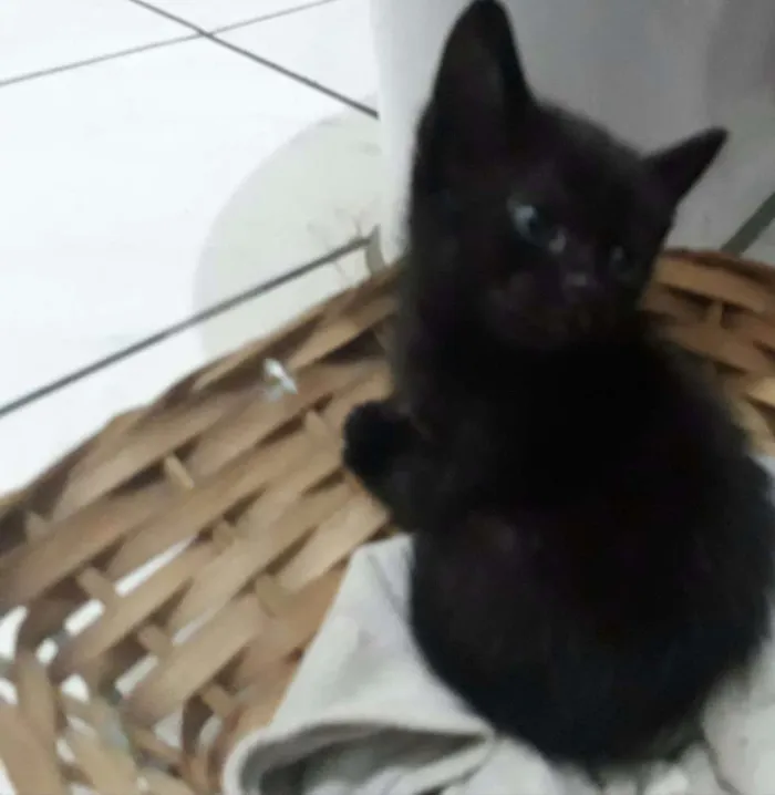 Gato ra a SRD idade 2 a 6 meses nome Clara