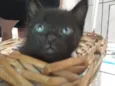 Clara