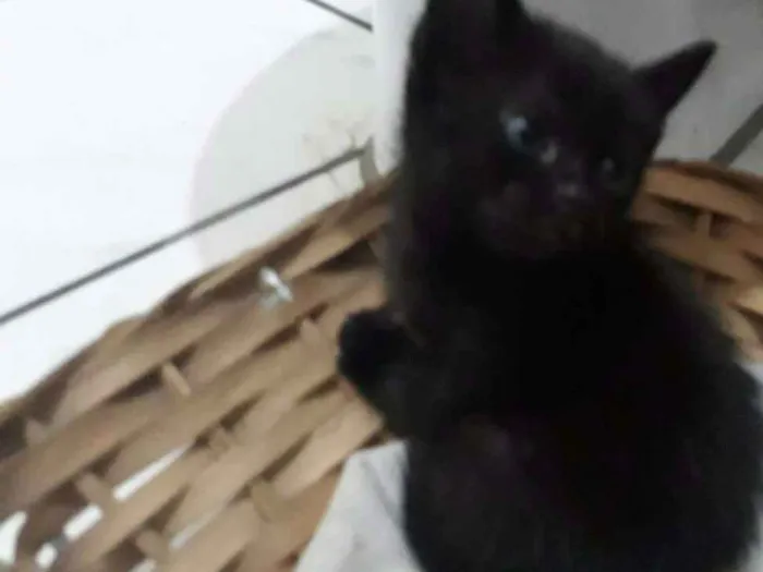 Gato ra a SRD idade 2 a 6 meses nome Clara