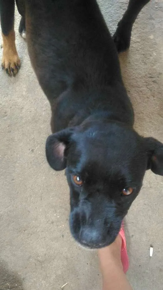 Cachorro ra a Pitbull rasteira idade 1 ano nome Sorriso