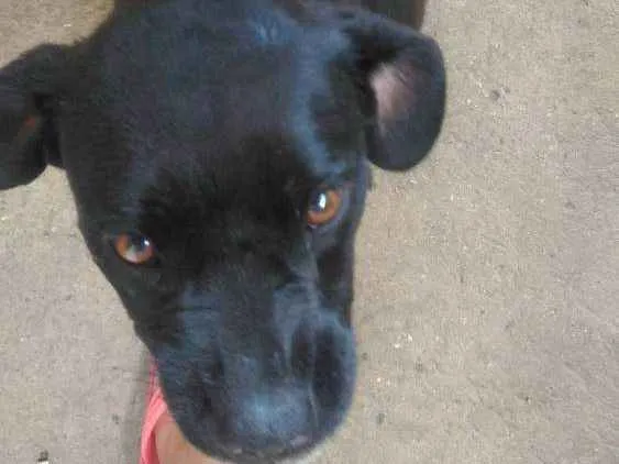 Cachorro ra a Pitbull rasteira idade 1 ano nome Sorriso