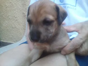 Cachorro raça Indefinida idade Abaixo de 2 meses nome Sem nome