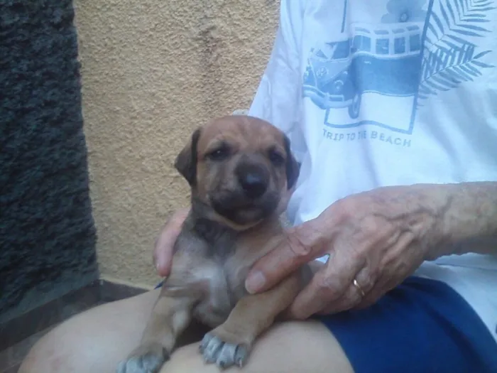 Cachorro ra a Indefinida idade Abaixo de 2 meses nome Sem nome