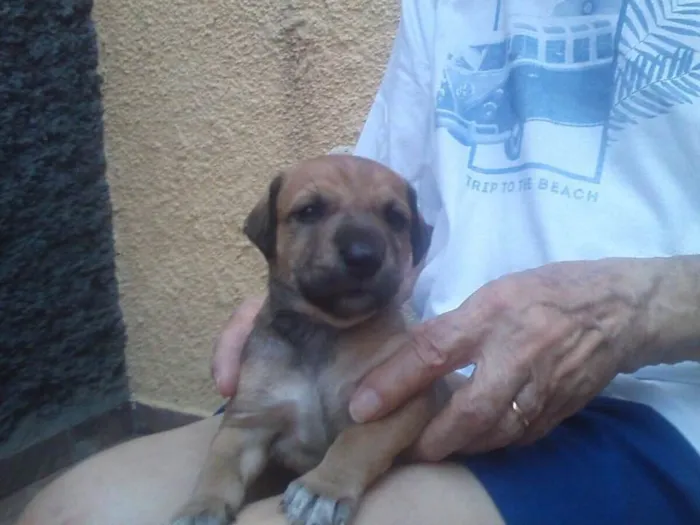 Cachorro ra a Indefinida idade Abaixo de 2 meses nome Sem nome