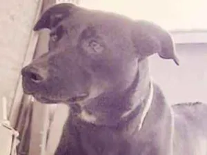 Cachorro raça S.R.D idade 7 a 11 meses nome Estrela