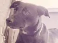 Estrela