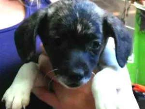 Cachorro raça SRD idade Abaixo de 2 meses nome Sem nome ainda