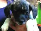 Cachorro raça SRD idade Abaixo de 2 meses nome Sem nome ainda