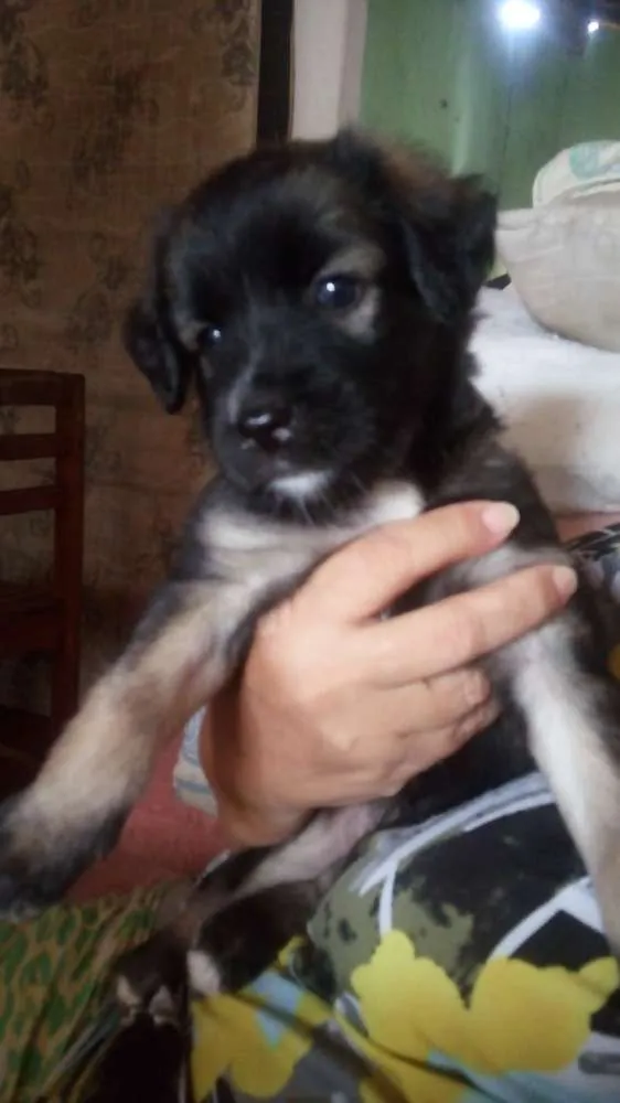 Cachorro raça SRD idade Abaixo de 2 meses nome Sem nome