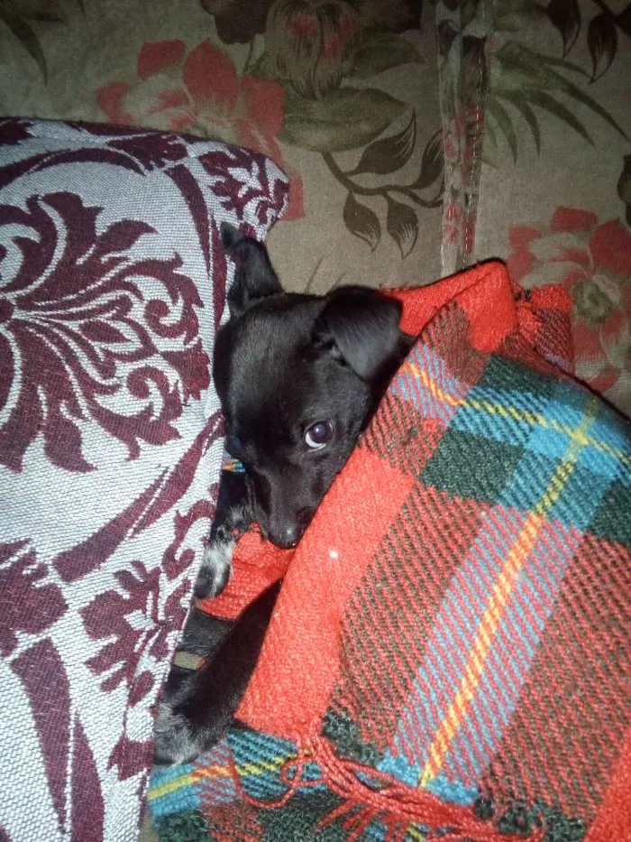 Cachorro ra a Srd idade 2 a 6 meses nome Nina/castrada 