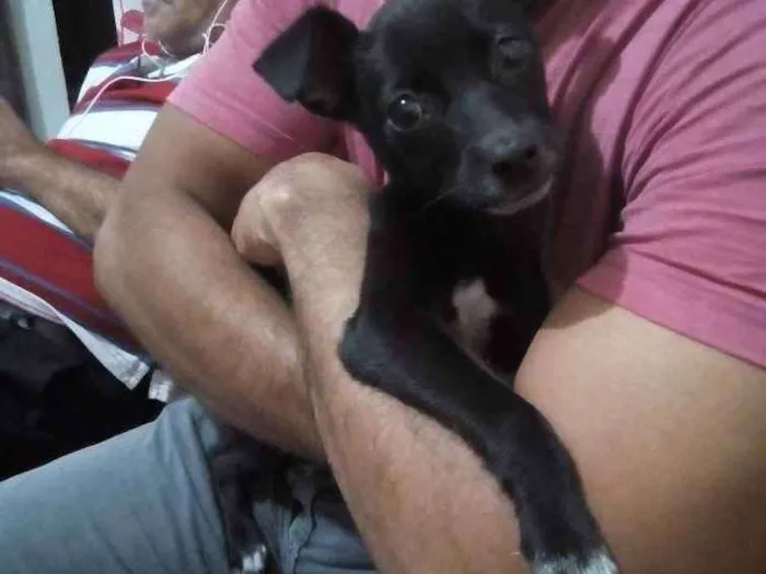Cachorro ra a Srd idade 2 a 6 meses nome Nina/castrada 
