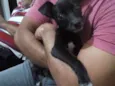 Nina/castrada