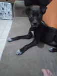 Nina/castrada