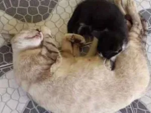Gato raça vira lata idade  nome nao tem