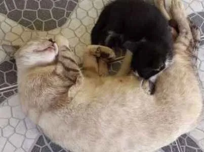 Gato raça vira lata idade  nome nao tem