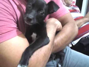 Cachorro raça Srd idade 2 a 6 meses nome Nina/castrada 