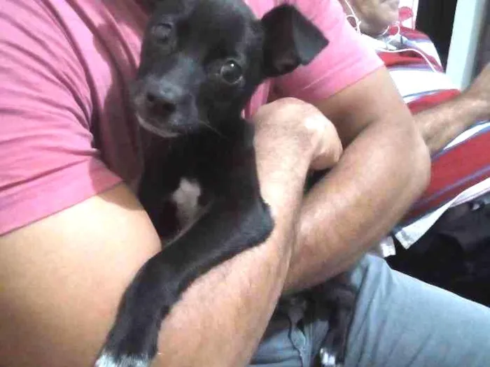 Cachorro ra a Srd idade 2 a 6 meses nome Nina/castrada 