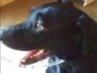 Cachorro raça Labrador idade 4 anos nome Manú
