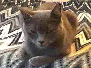 Gato raça Mestiça  idade 3 anos nome Brisa