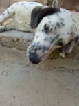 Pamdora
