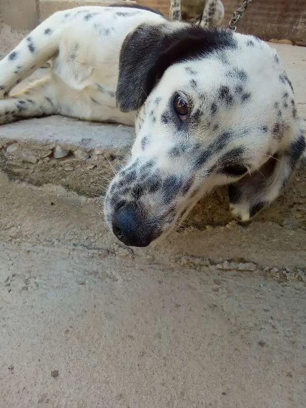 Cachorro raça Dálmata com labrador idade 2 anos nome Pamdora