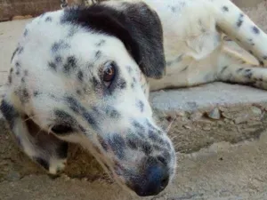 Cachorro raça Dálmata com labrador idade 2 anos nome Pamdora