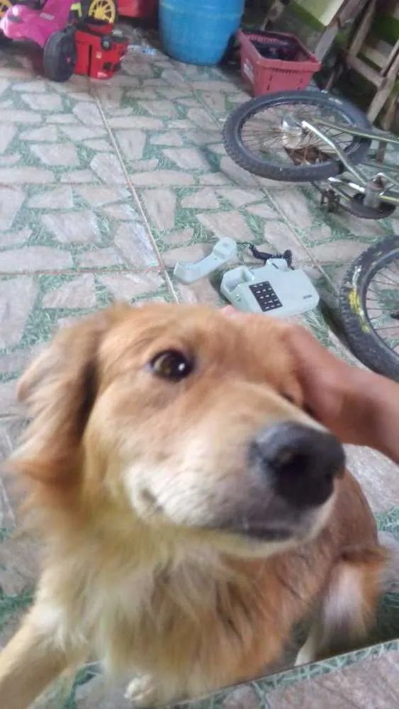 Cachorro ra a Bodercoller com pastor alemão idade 2 anos nome Betouven