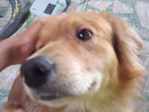 Cachorro raça Bodercoller com pastor alemão idade 2 anos nome Betouven