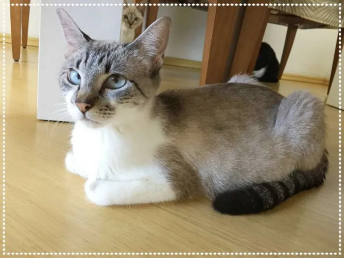 Gato ra a srd idade 2 anos nome Violet e cia