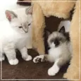 Violet e cia