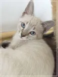 Violet e cia