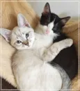 Violet e cia